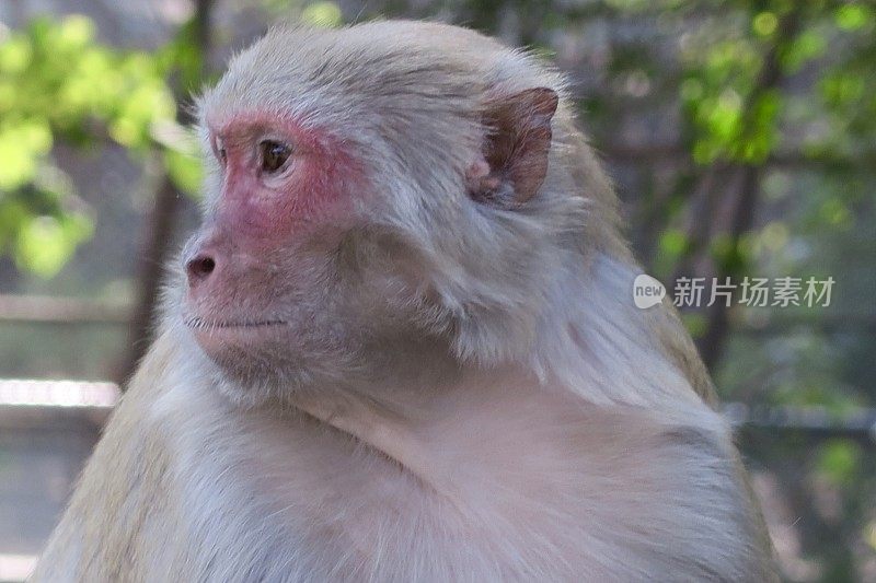 这是印度北方邦德里公共公园里野生的粉红脸猕猴(猕猴)展示乳房/哺乳的乳头的照片，这是猕猴的特写照片